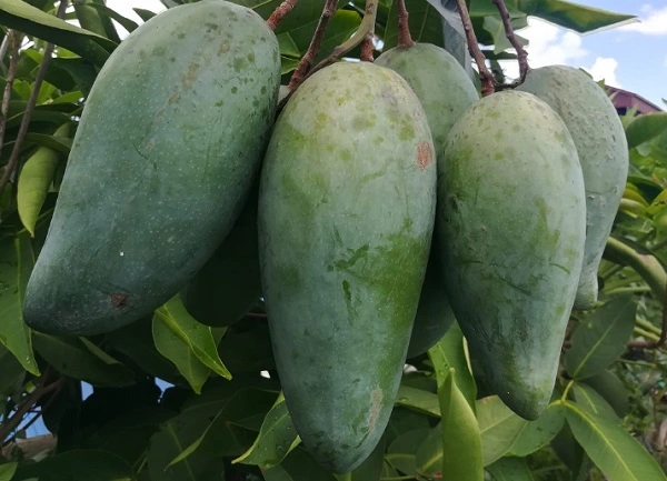 Xoài có thể là “siêu thực phẩm” cho sức khỏe tim mạch và kiểm soát cholesterol theo  kubet – ku casino link vào kubet